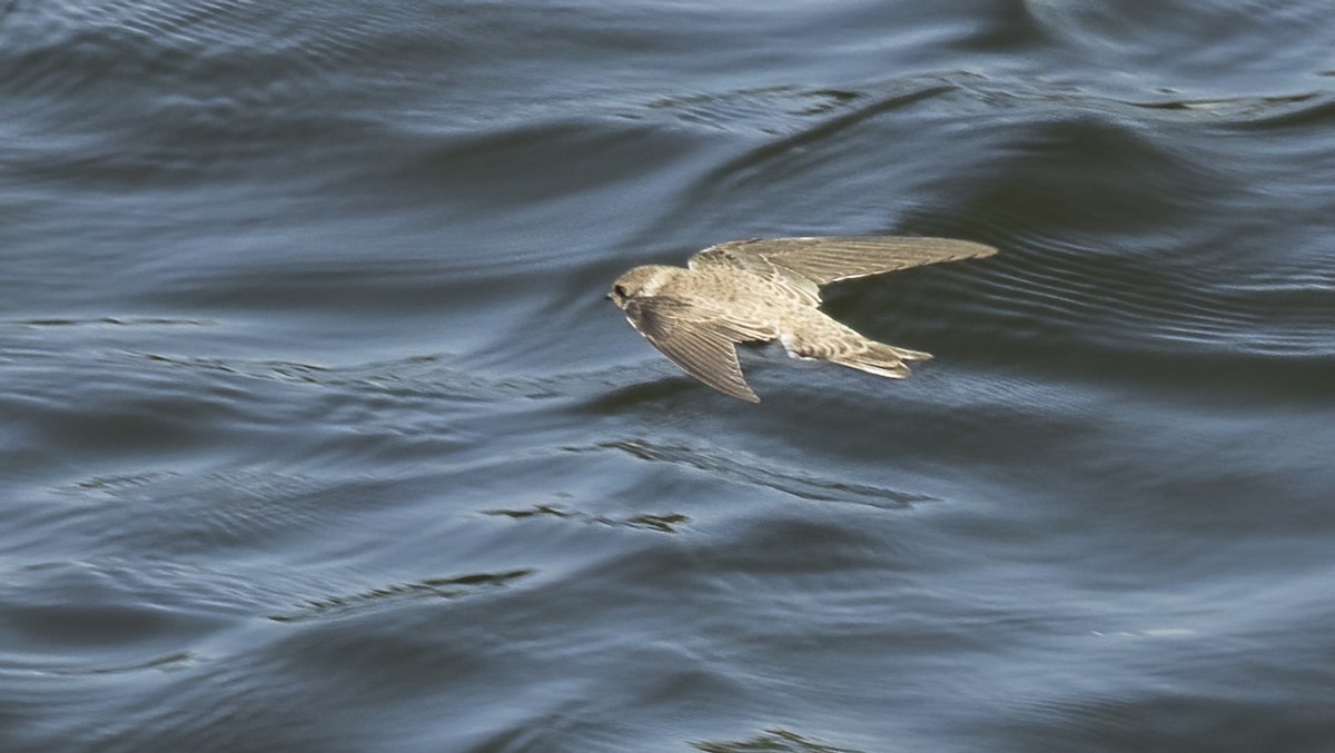 Bank Swallow - Francisco Pires