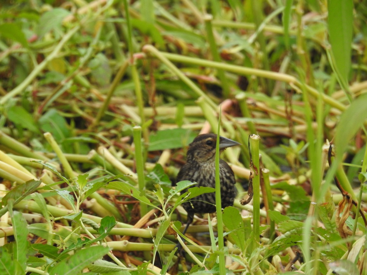 Red-winged Blackbird - Wendy Meehan