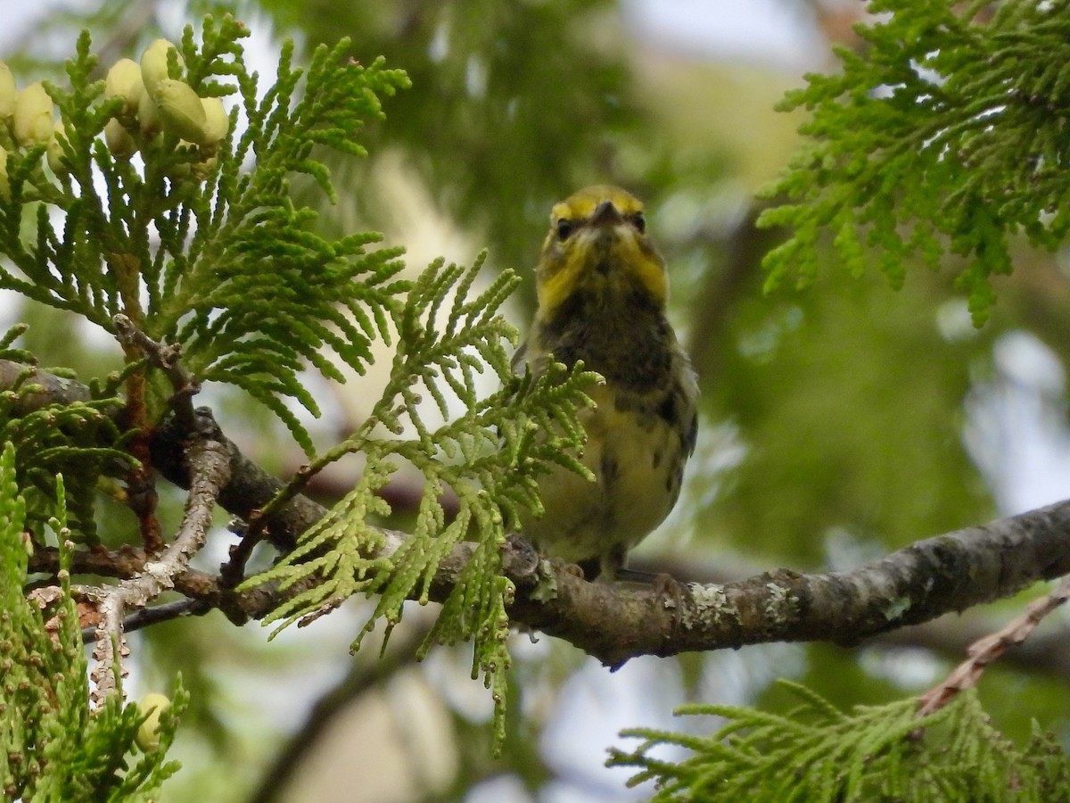 Grünmantel-Waldsänger - ML622082875