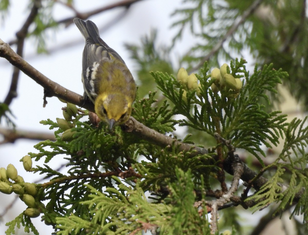 Black-throated Green Warbler - Kimberly Beck