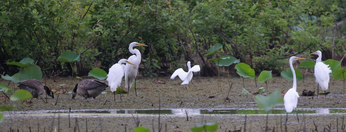 Silberreiher (egretta) - ML622082877