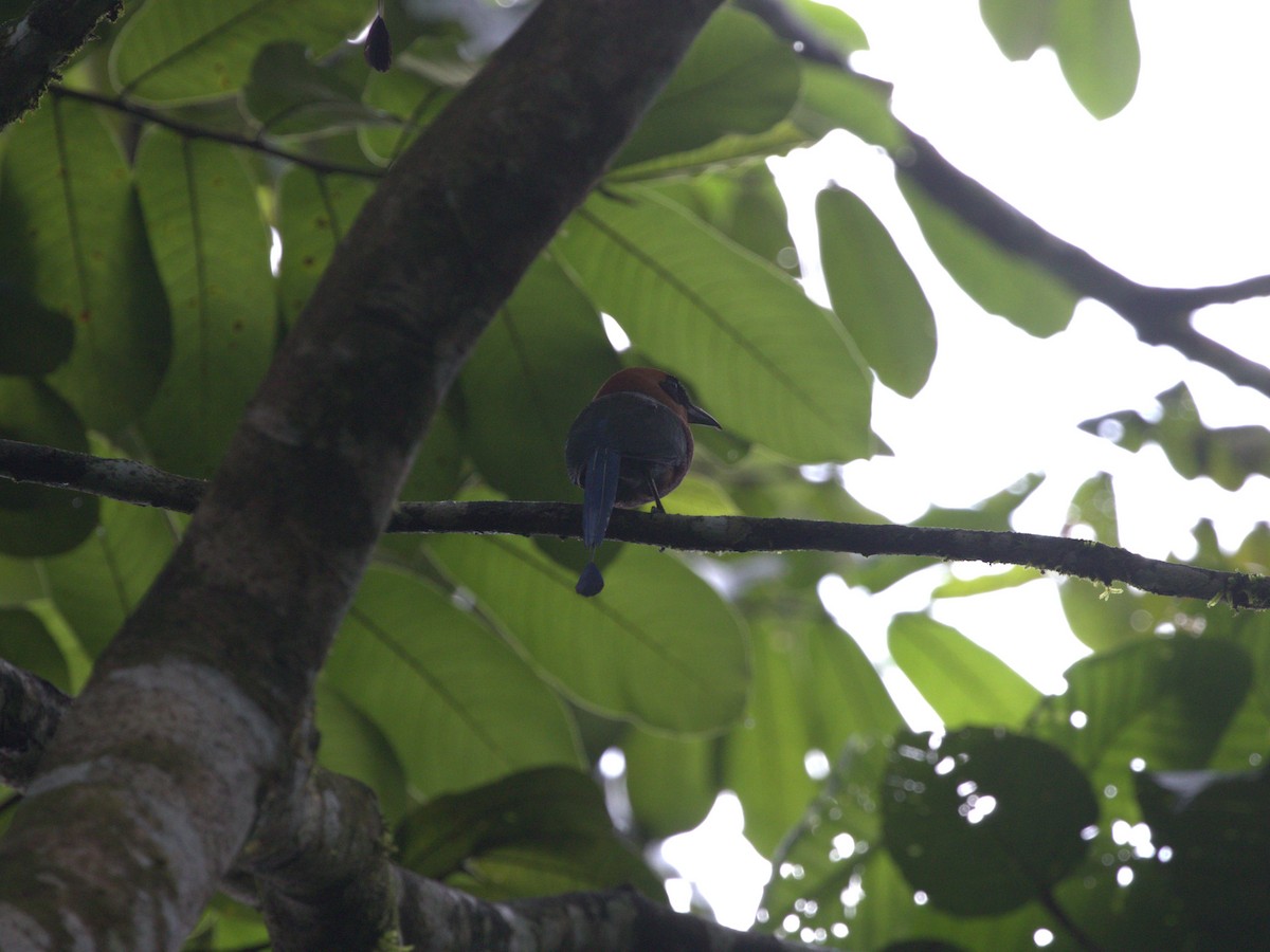 Rufous Motmot - ML622082882