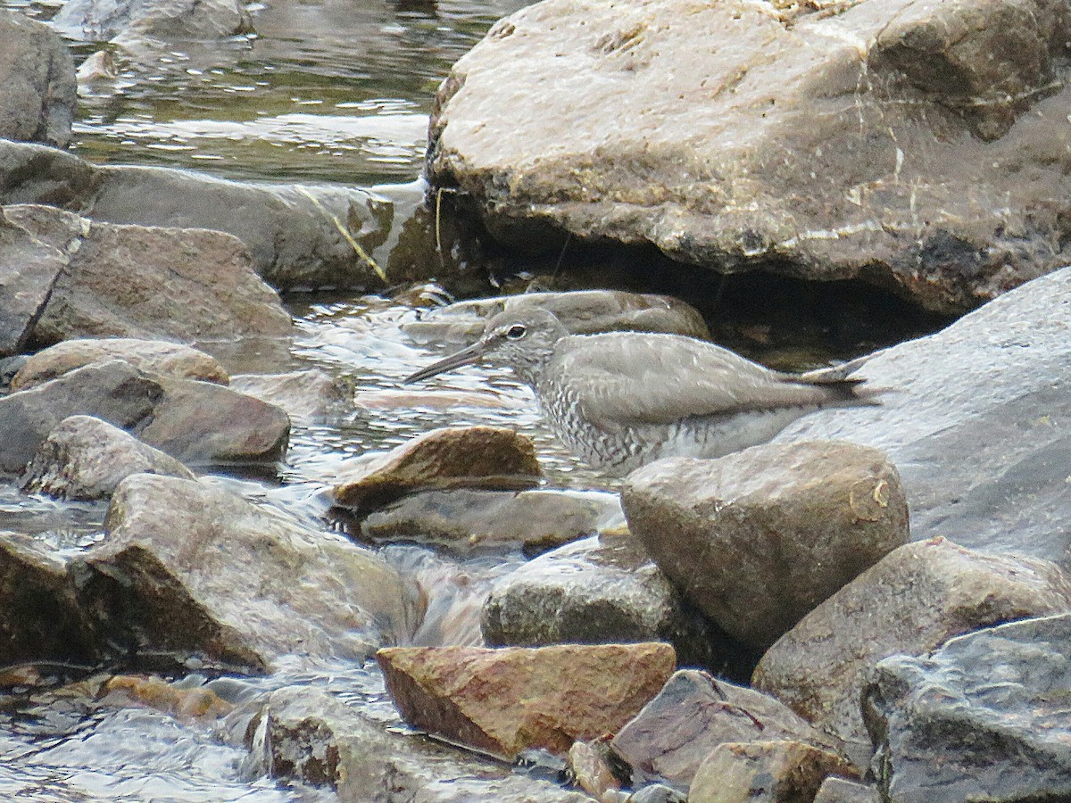 Wandering Tattler - ML622082884