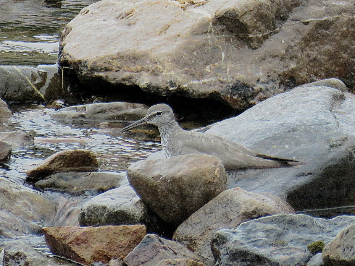 Wandering Tattler - ML622082885