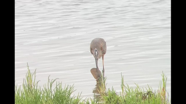 Garza Azulada - ML622082907