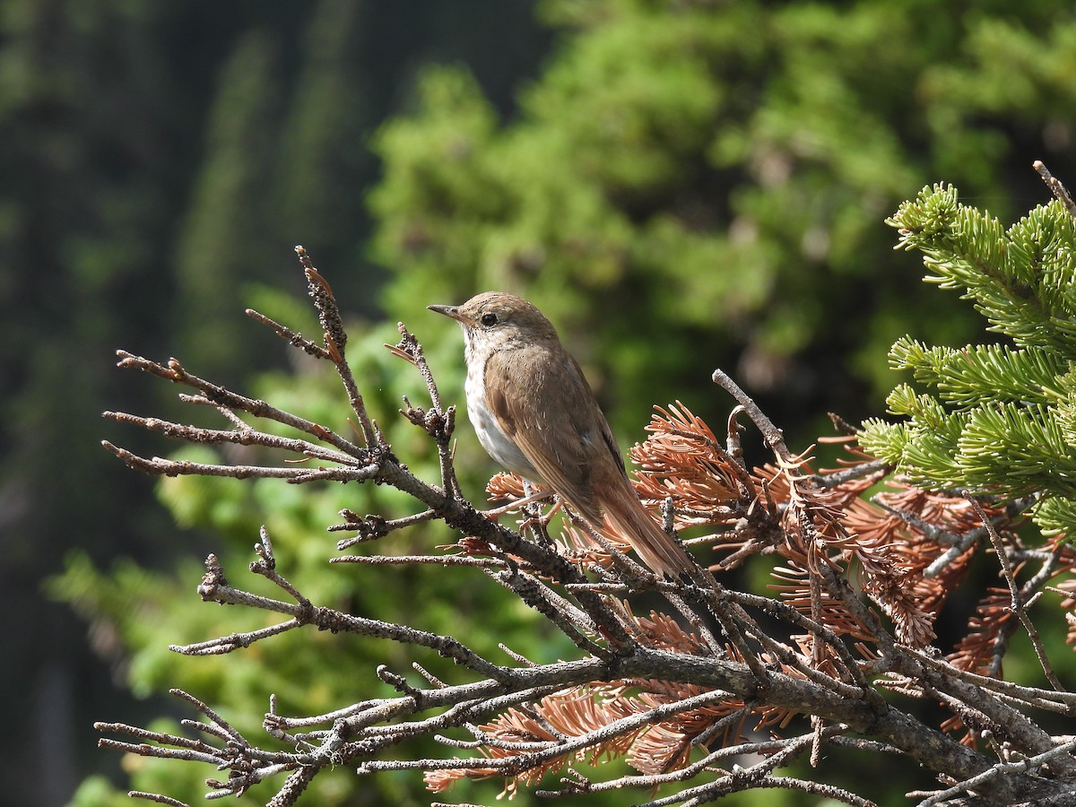 Hermit Thrush - Chris Chappell