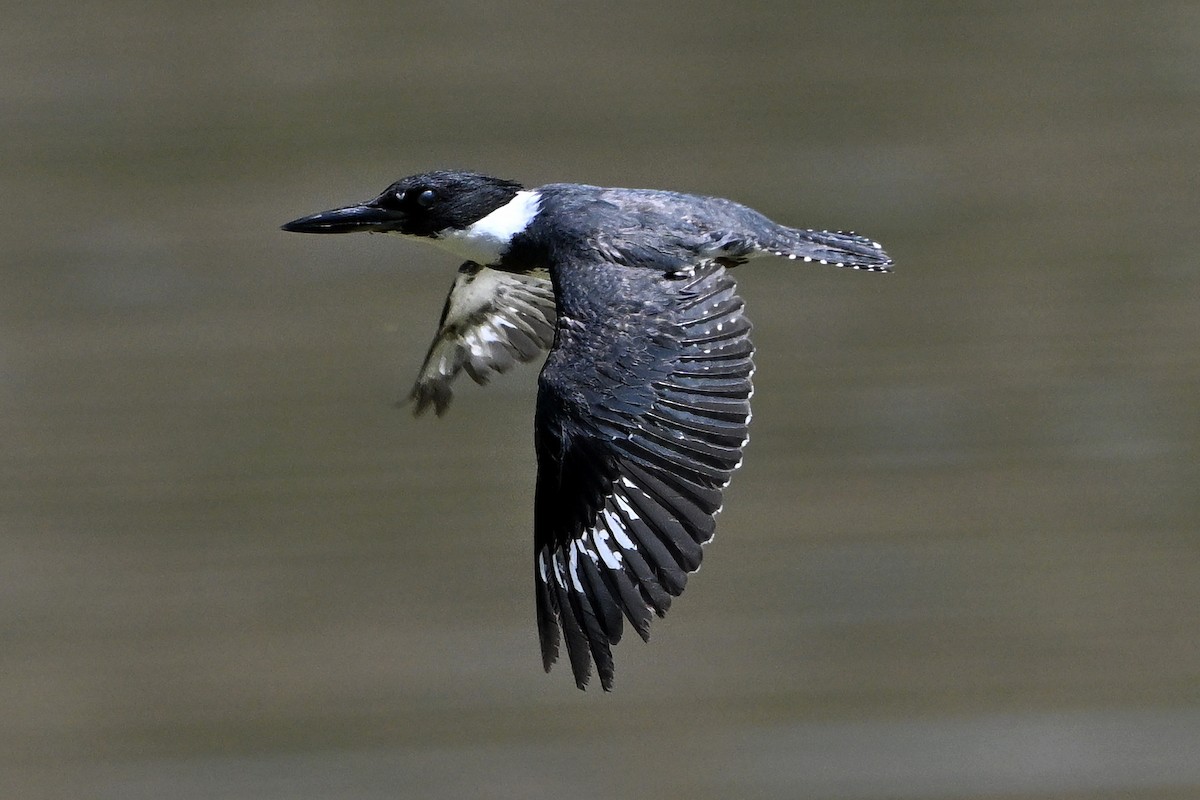 Belted Kingfisher - ML622082950