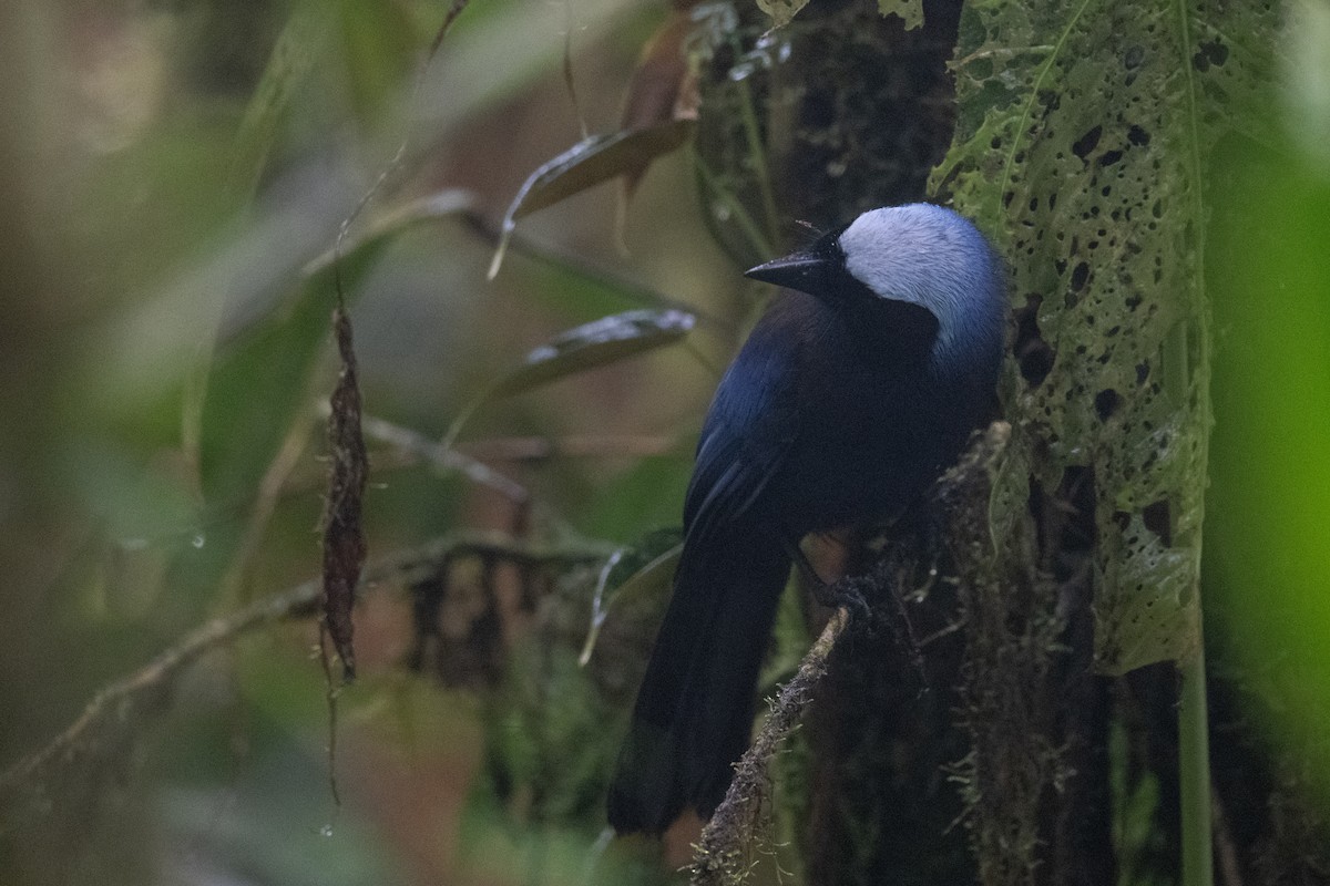 Beautiful Jay - ML622082970