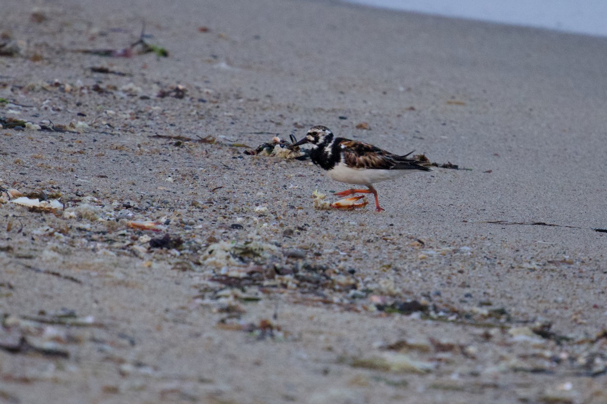 Ruddy Turnstone - ML622082979