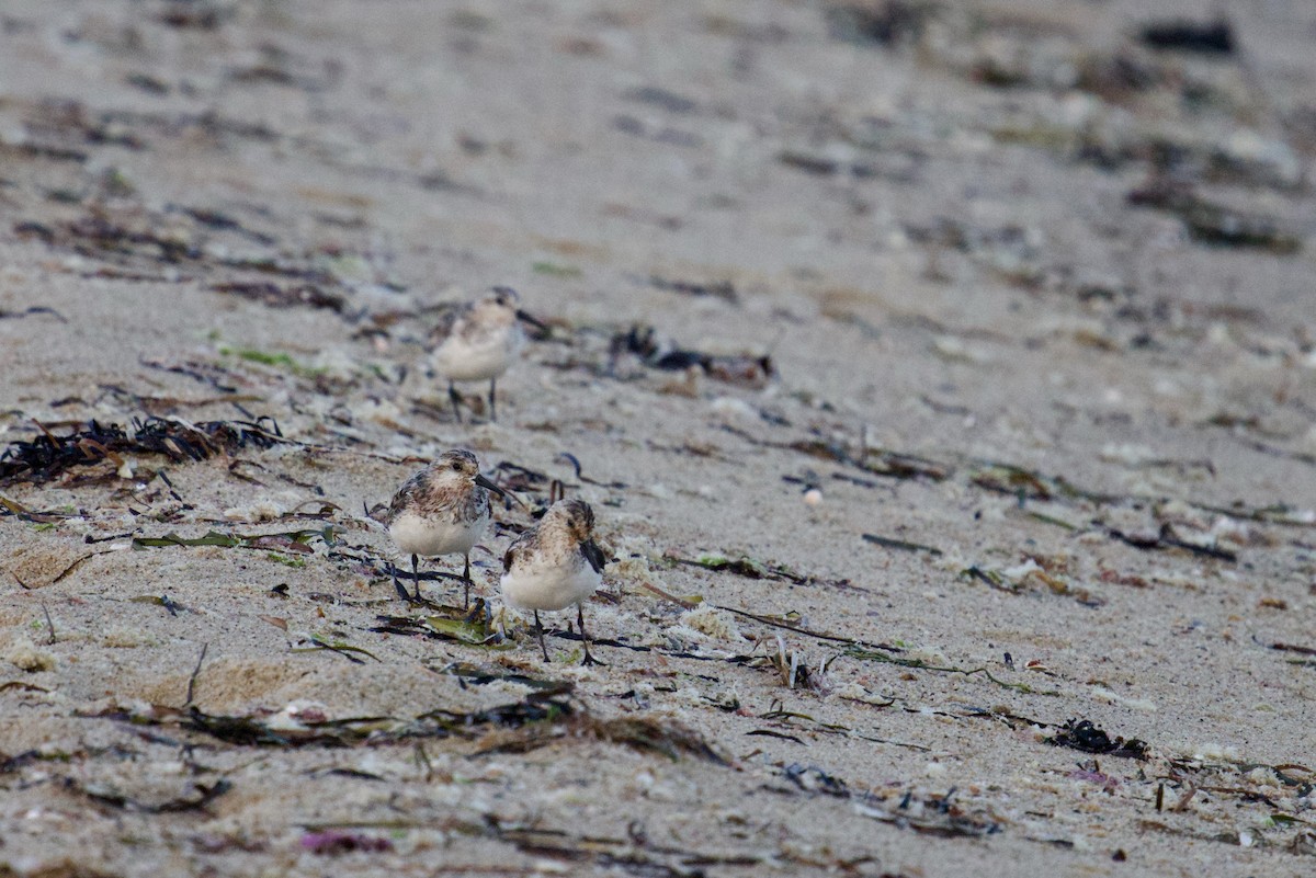 Sanderling - ML622082980