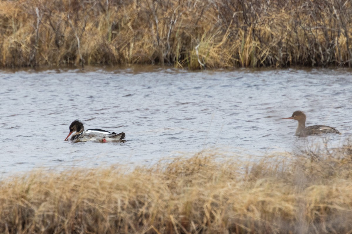 Red-breasted Merganser - ML622082993