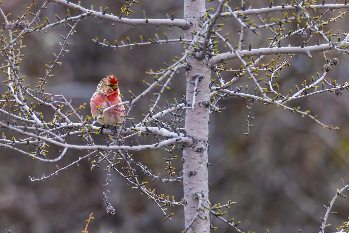 Common Redpoll - ML622082995