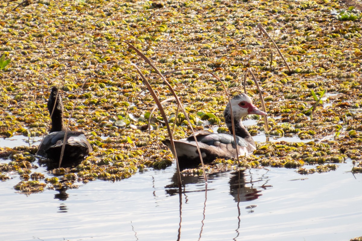 Muscovy Duck - ML622083002