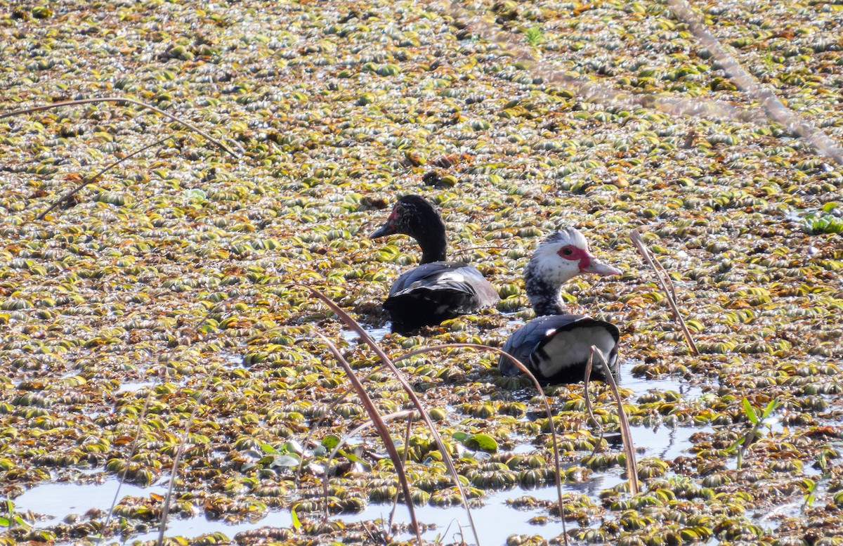 Muscovy Duck - ML622083003