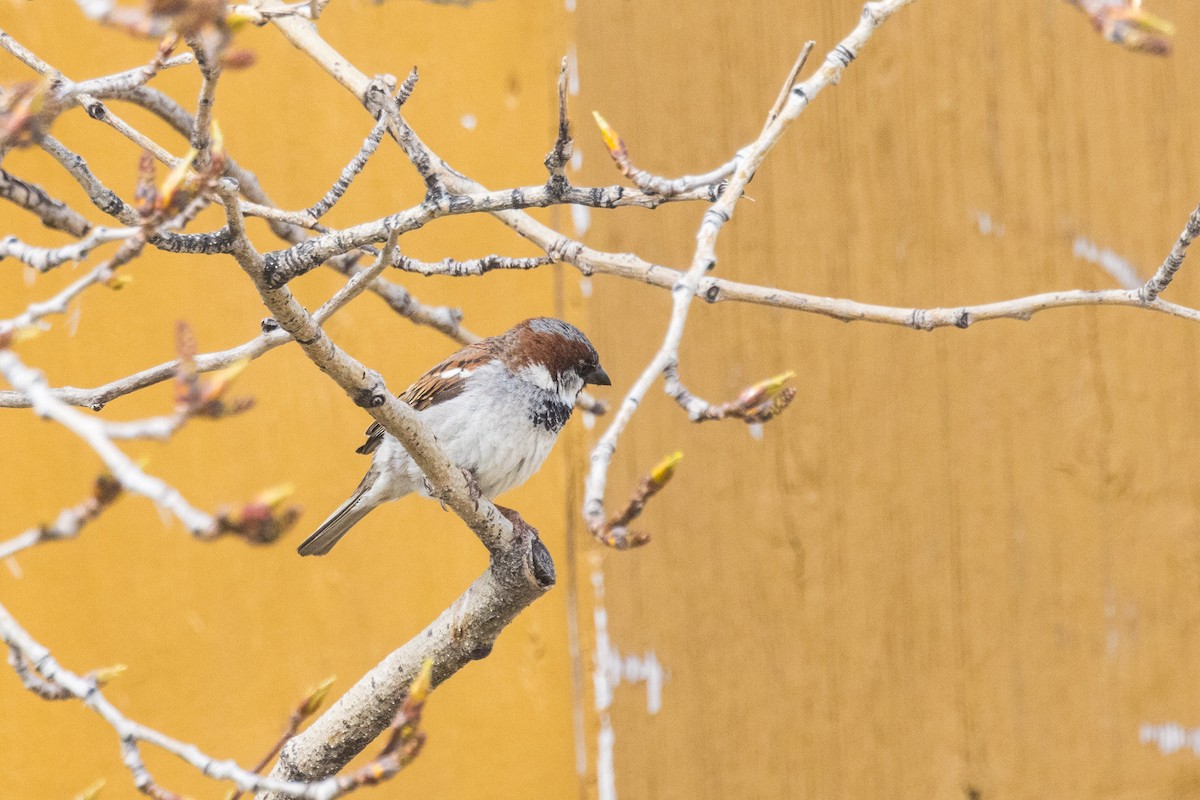 House Sparrow - Bob Bowhay