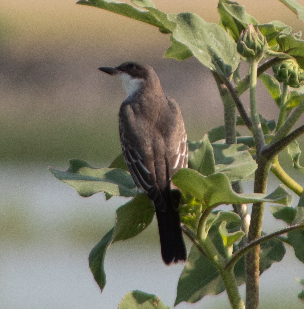 Eastern Kingbird - G Stacks