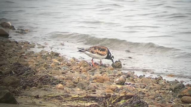 Ruddy Turnstone - ML622083114