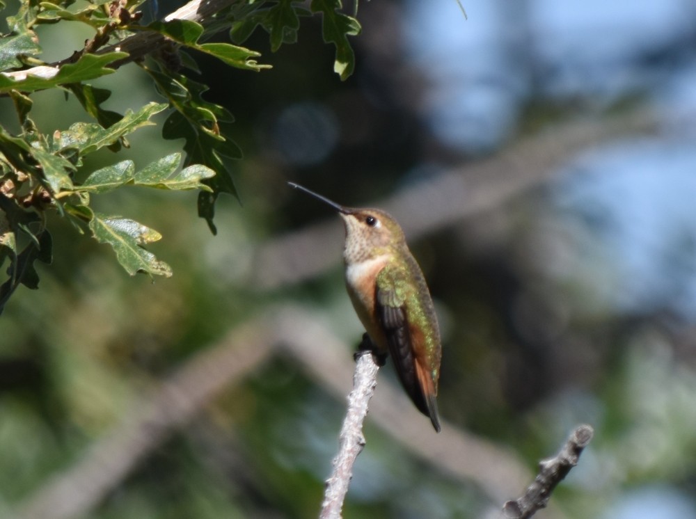 Colibrí Rufo - ML622083115