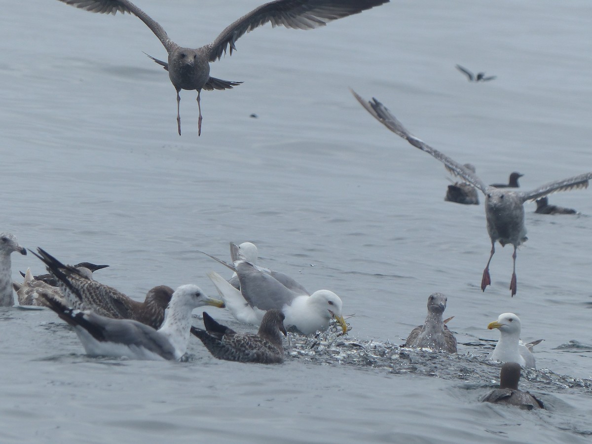 Gaviota de Bering - ML622083116