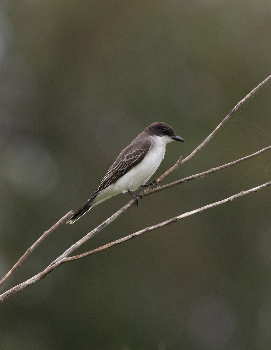 Eastern Kingbird - Stefan Woltmann