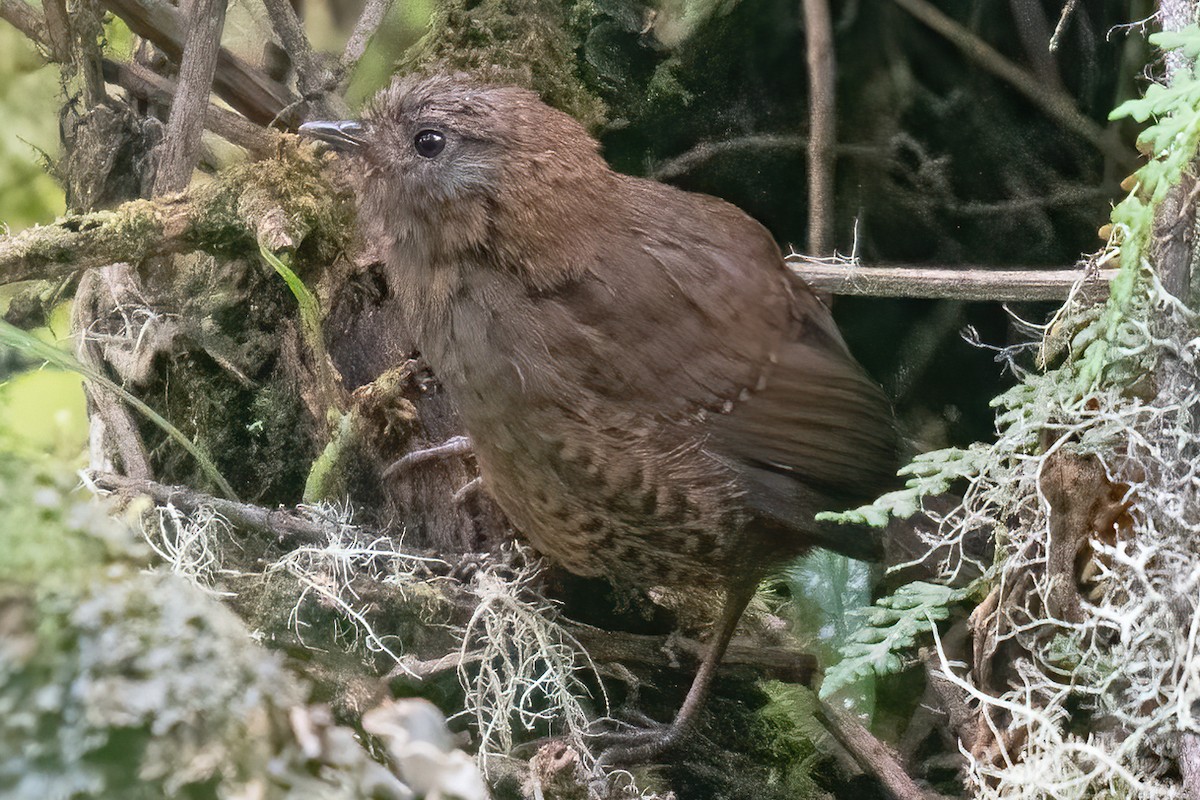 Paramo Tapaculo - Allen Chartier