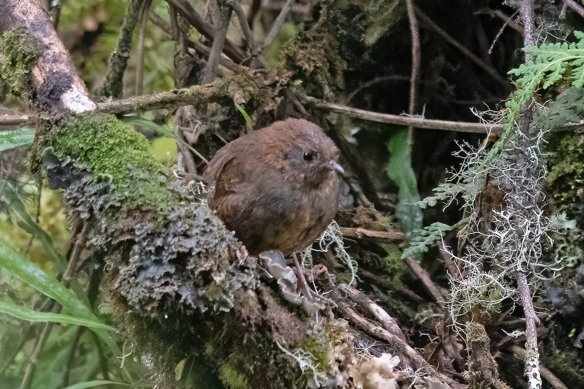 Paramo Tapaculo - Allen Chartier