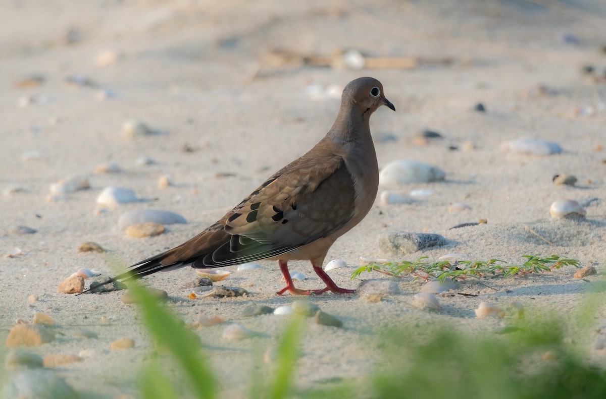 Mourning Dove - ML622083193