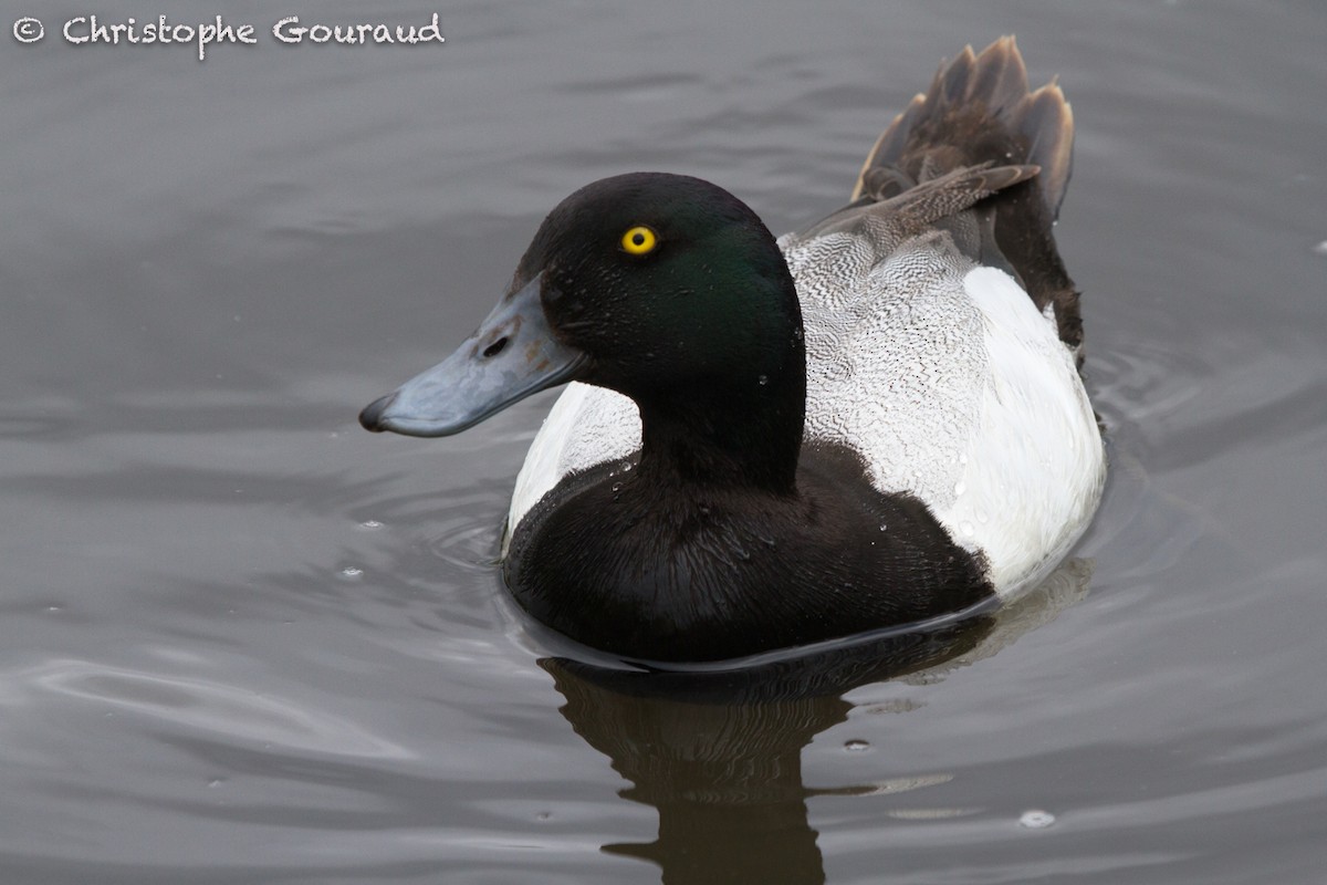 Greater Scaup - Christophe Gouraud
