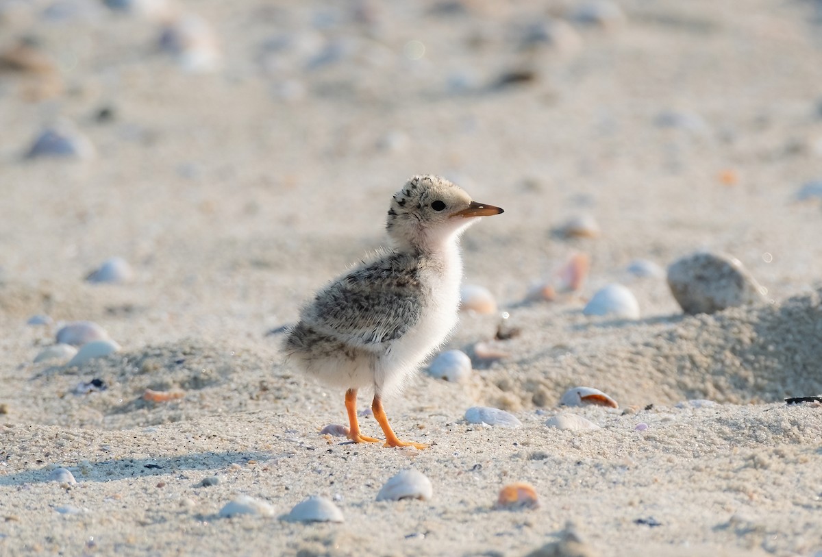 Least Tern - ML622083214