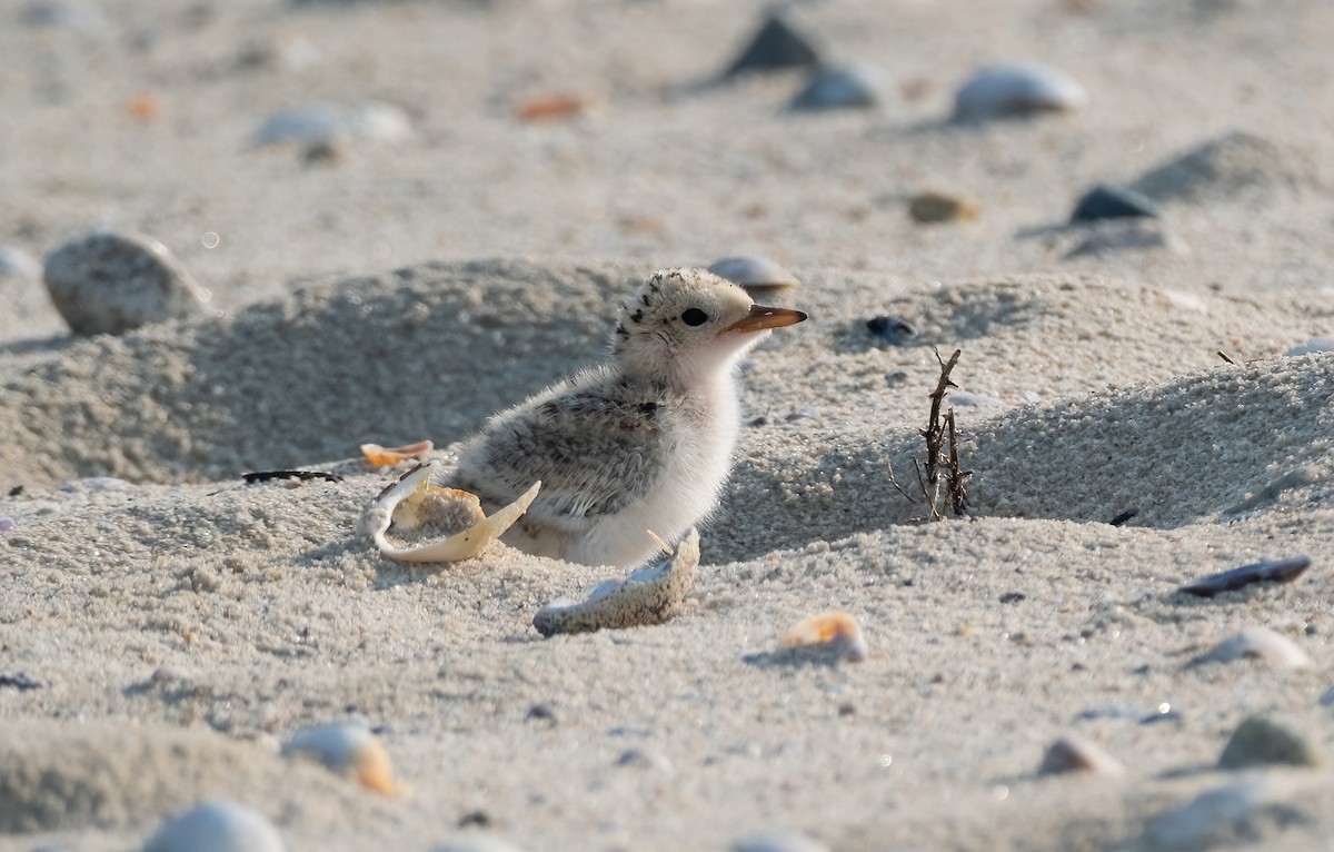 Least Tern - ML622083215