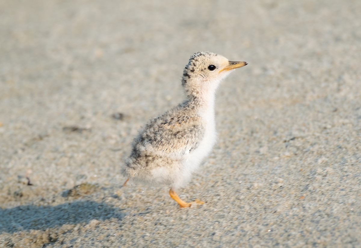 Least Tern - ML622083224