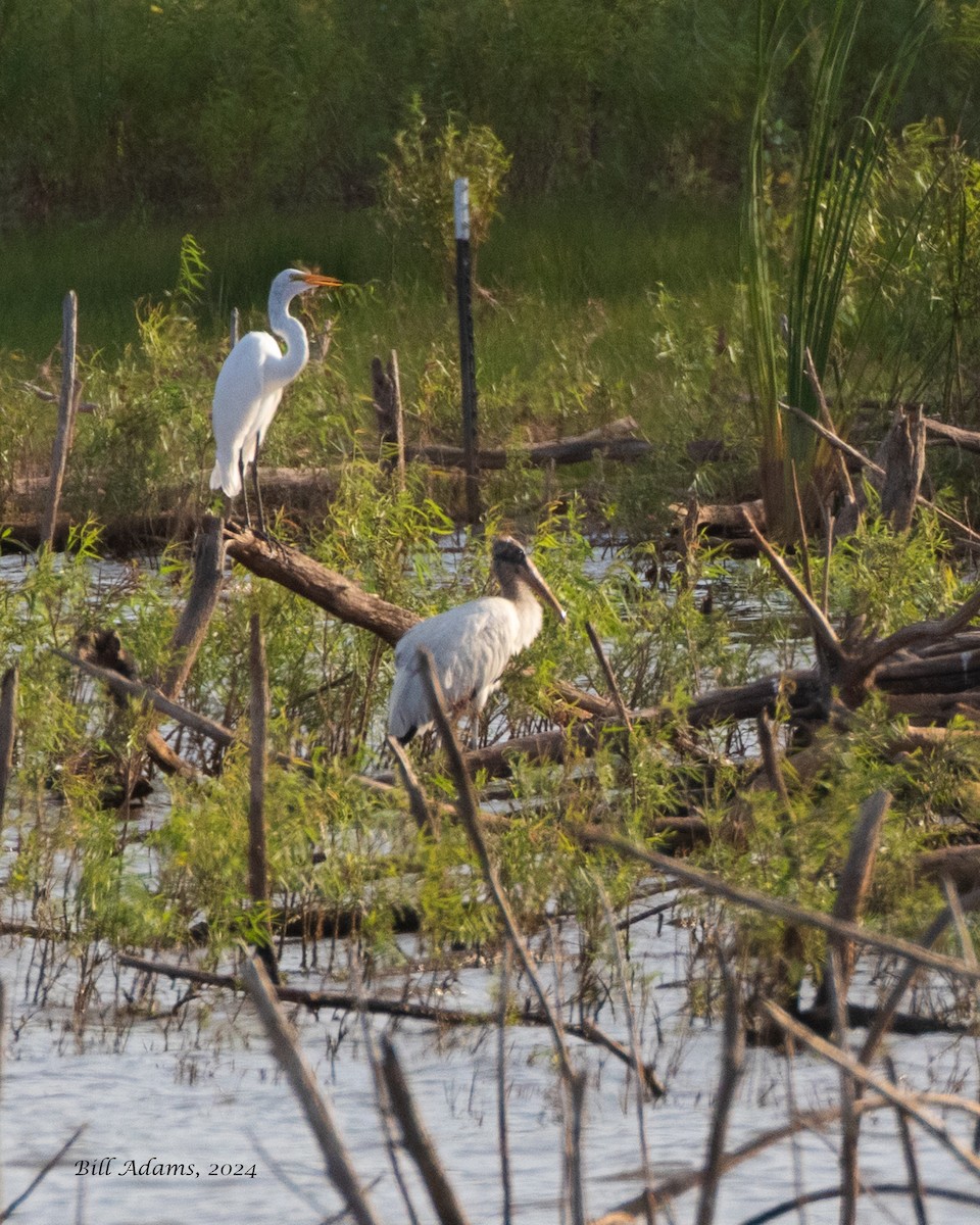 Wood Stork - ML622083245