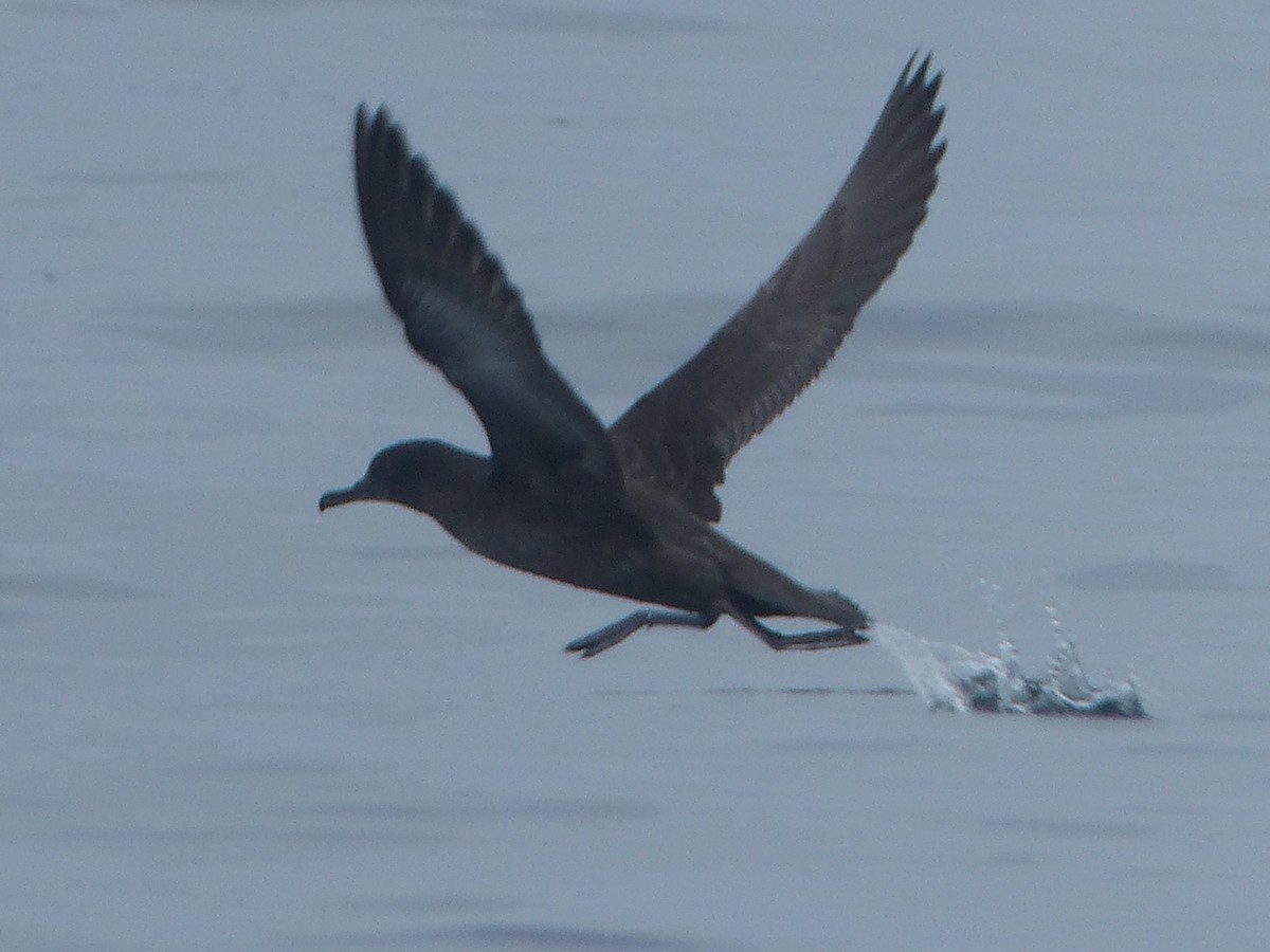 Sooty Shearwater - ML622083284