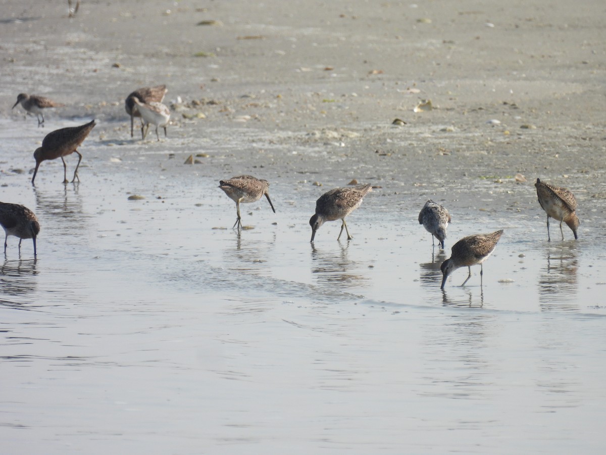 Short-billed Dowitcher - ML622083304