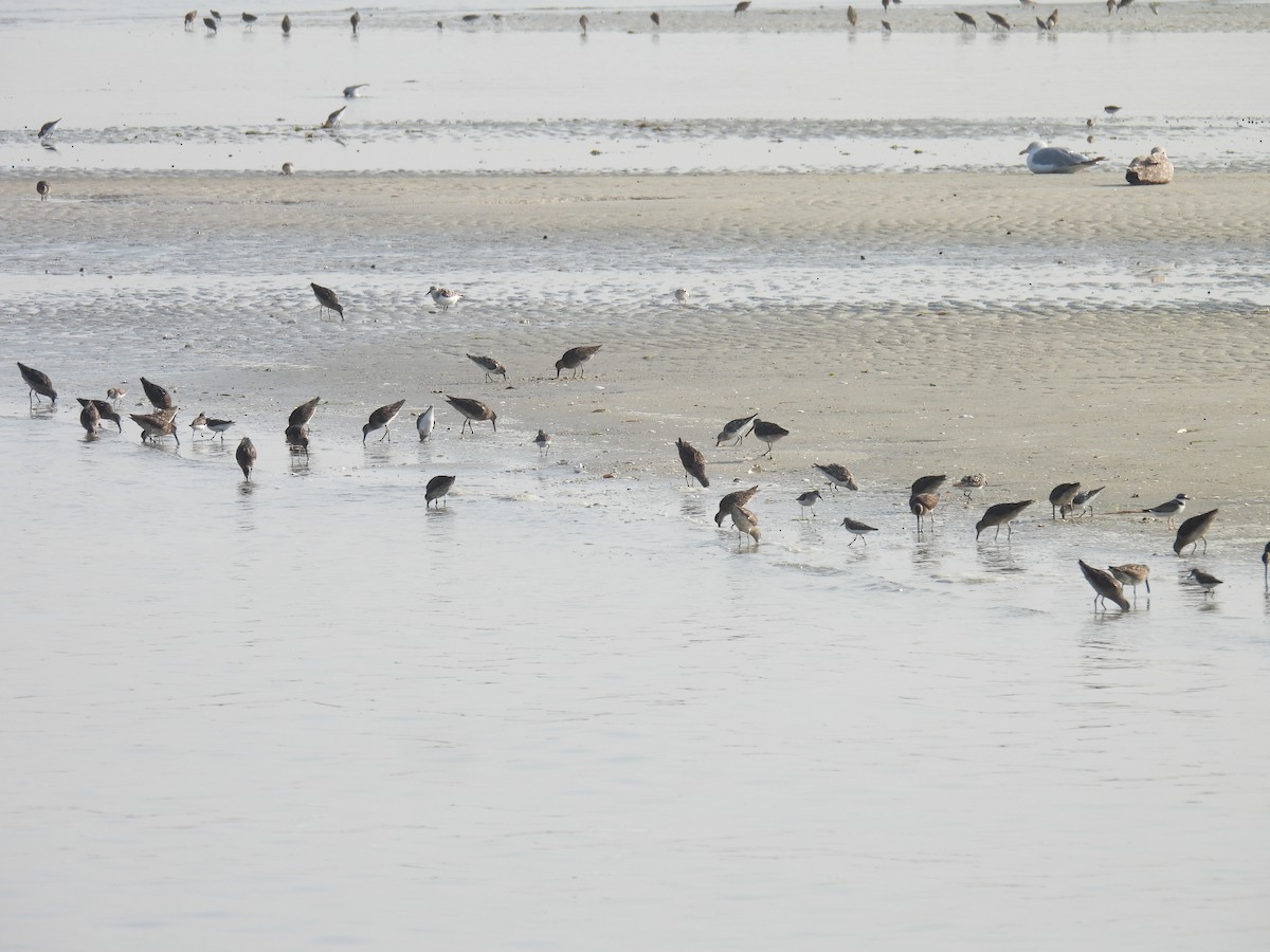 Short-billed Dowitcher - ML622083305