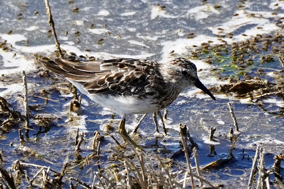 Least Sandpiper - Kenneth Mamitsuka