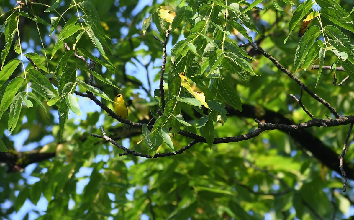 Blue-winged Warbler - ML622083309