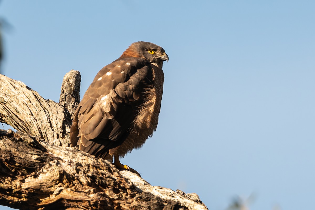 Brown Goshawk - ML622083312