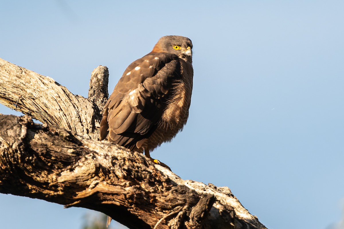 Brown Goshawk - ML622083314