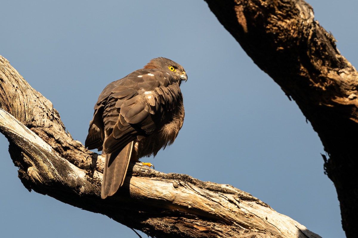 Brown Goshawk - ML622083315