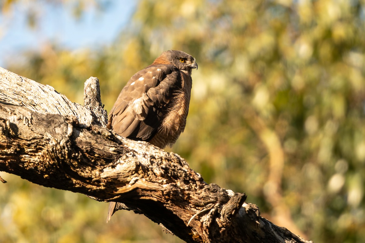 Brown Goshawk - John  Van Doorn