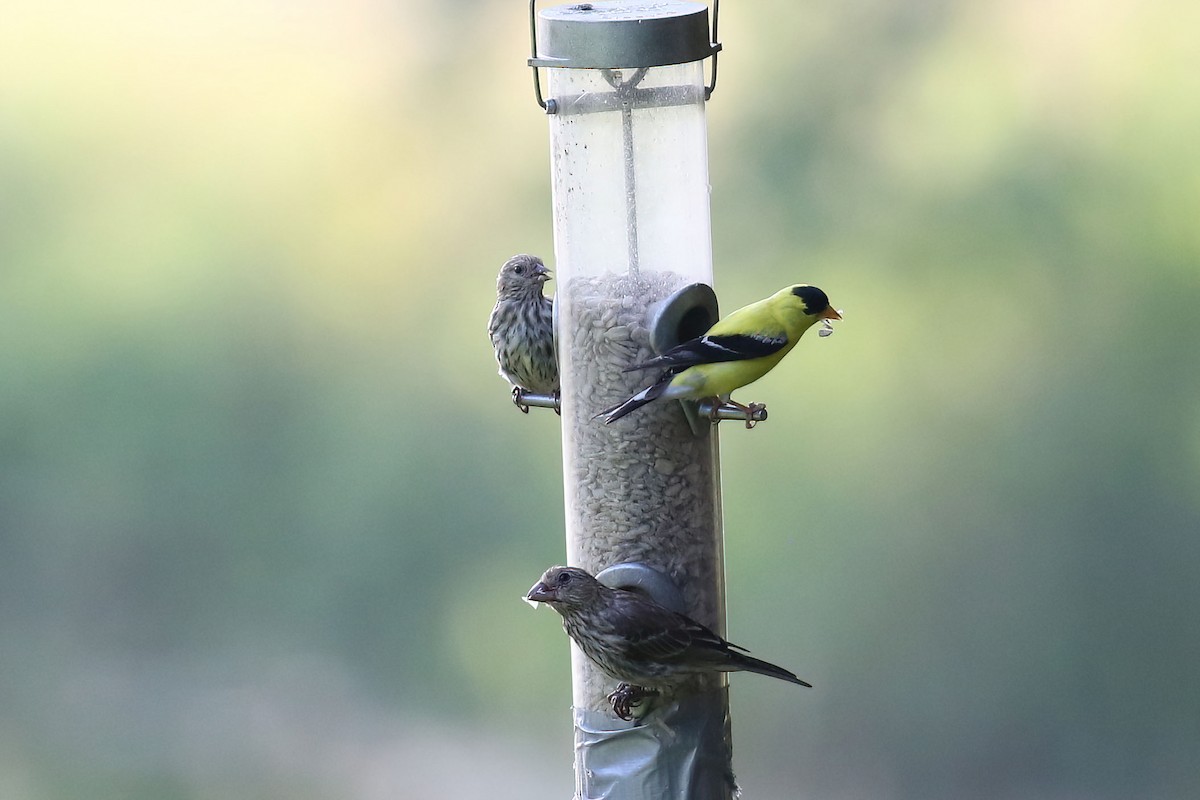 Pine Siskin - ML622083317