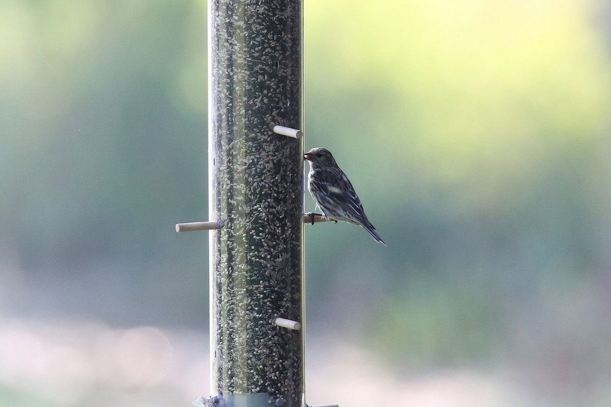 Pine Siskin - ML622083318