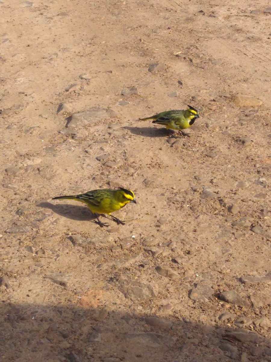 Yellow Cardinal - ML622083320