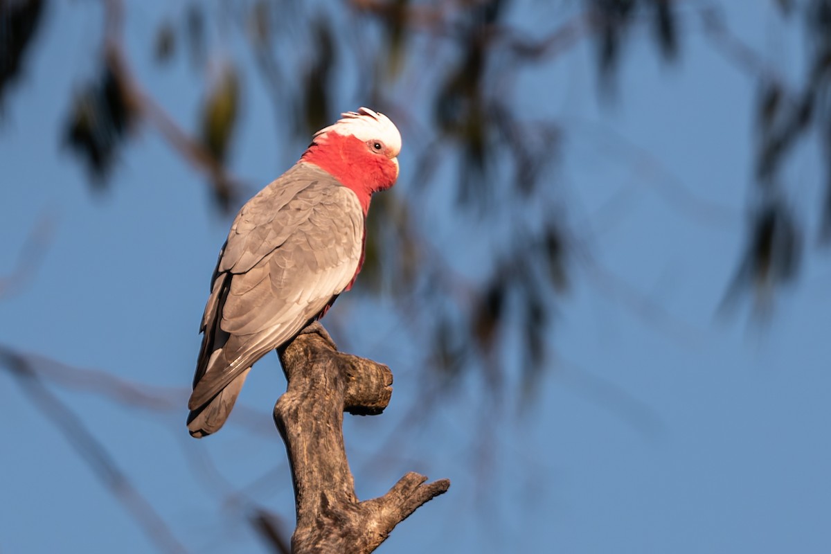 Galah - ML622083322