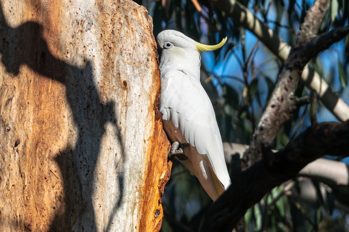 Sulphur-crested Cockatoo - ML622083323