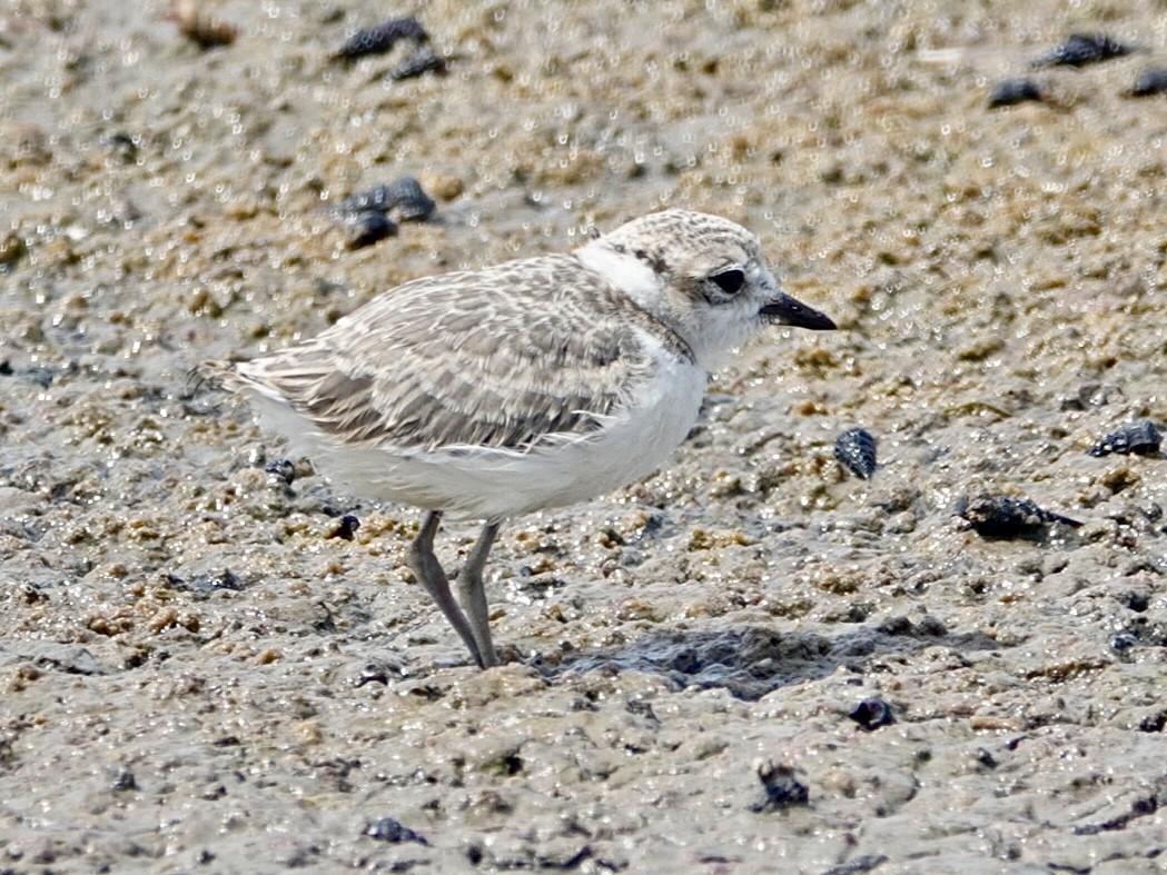 Snowy Plover - ML622083324