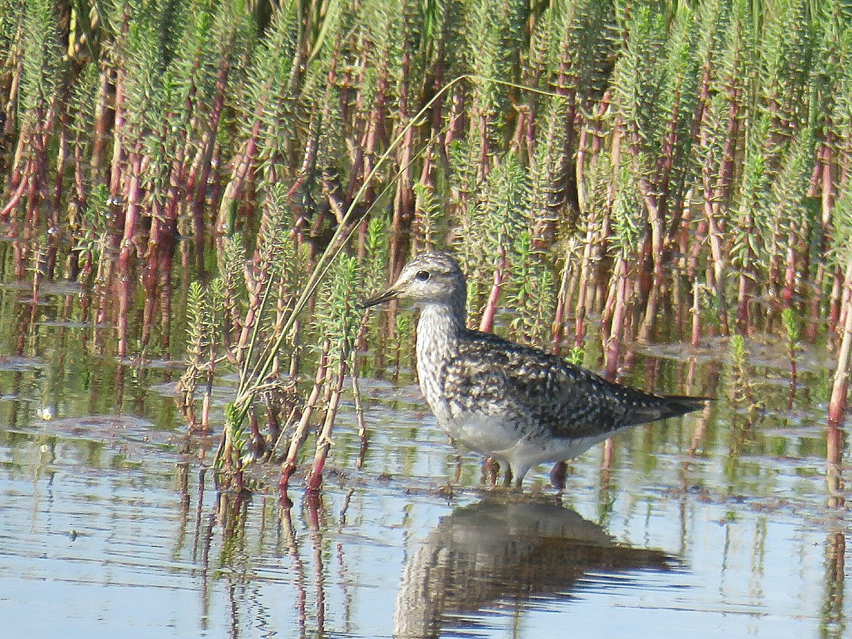 Lesser Yellowlegs - ML622083334