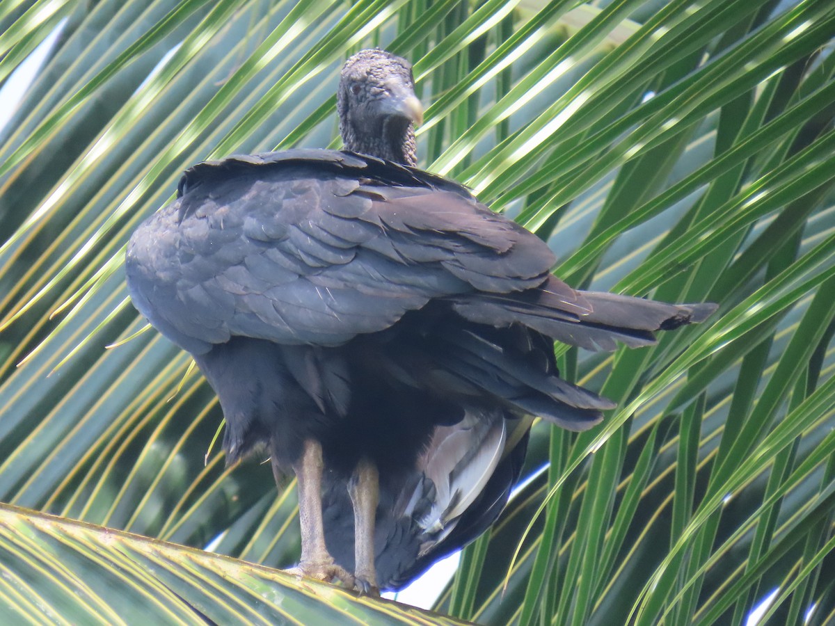 Black Vulture - ML622083336