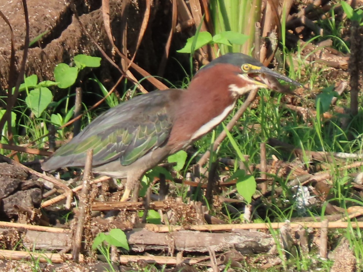 Green Heron - ML622083337